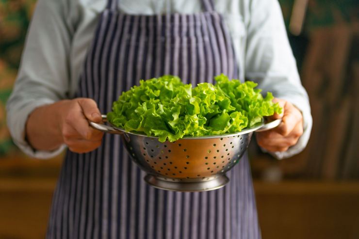 Chef mostra foglie di lattuga appena lavate