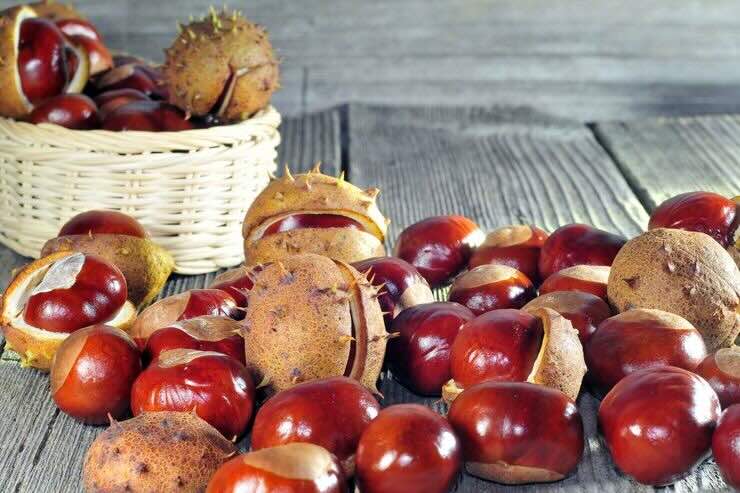 La credenza popolare sulle castagne