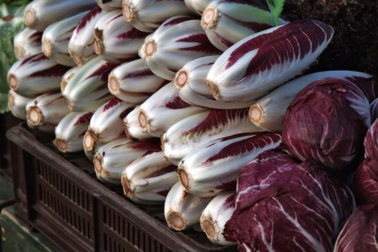 radicchio